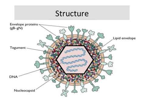 hermes diseases|disease caused by herpes virus.